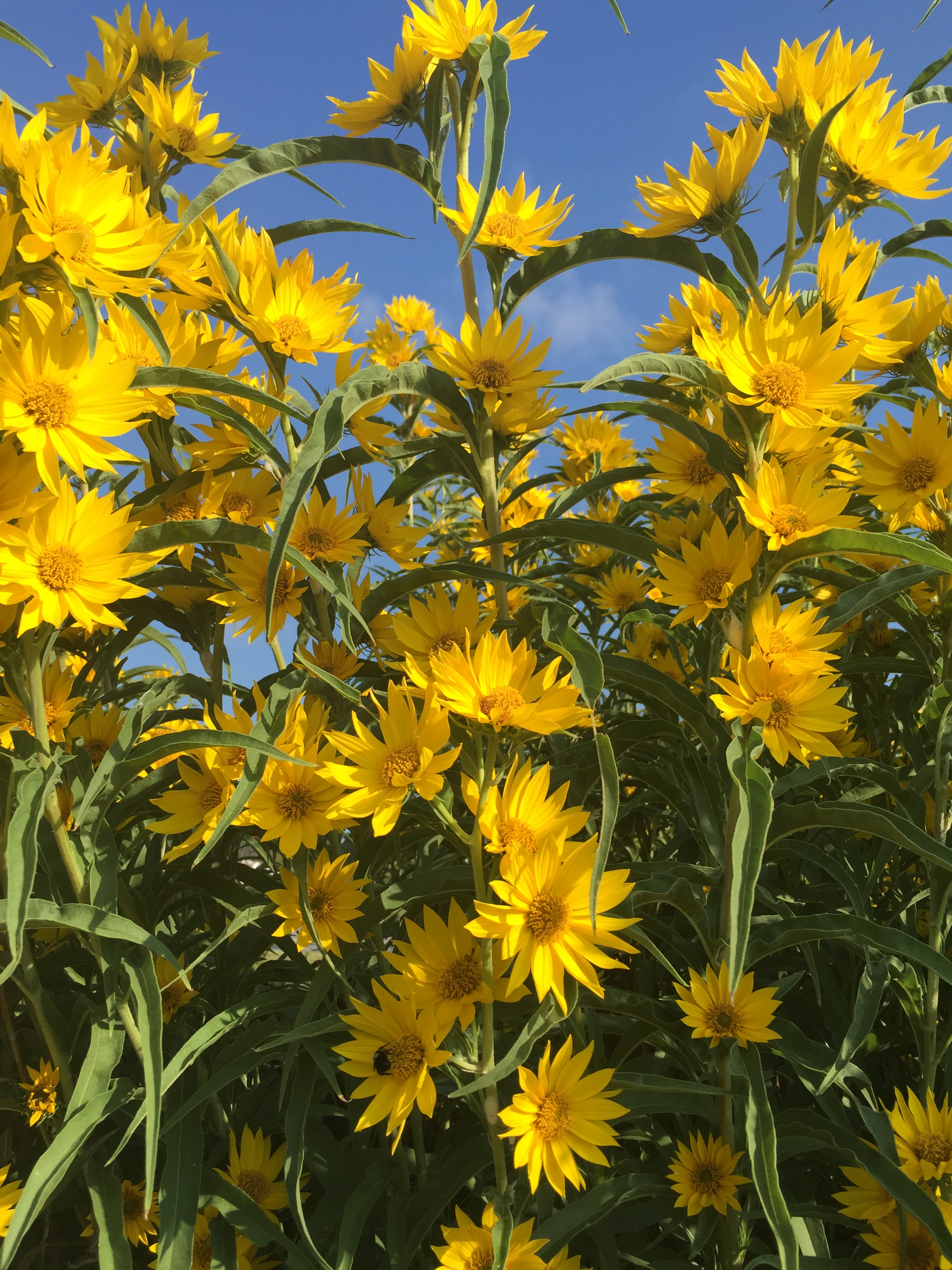 Helianthus maximiliani Maximilian Sunflower
